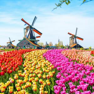 Dutch “Tulipmania”